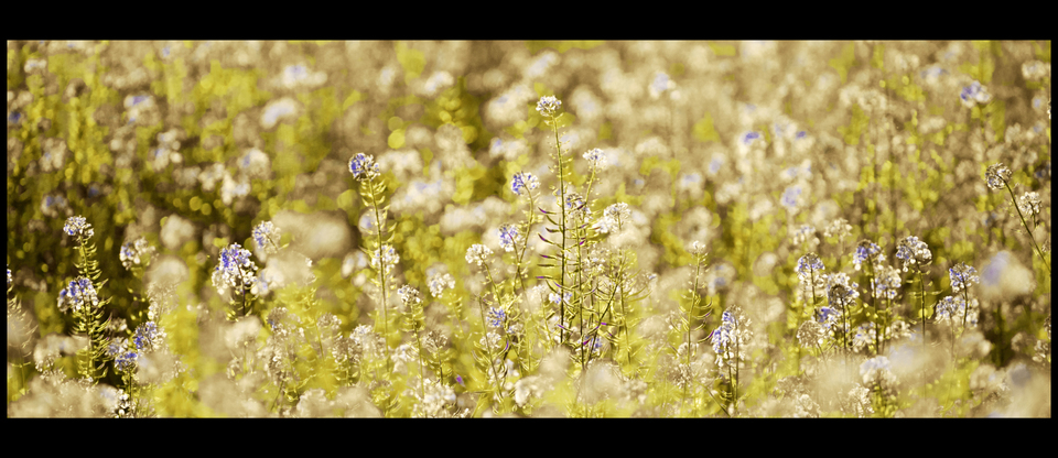 Rape III - ID 009253