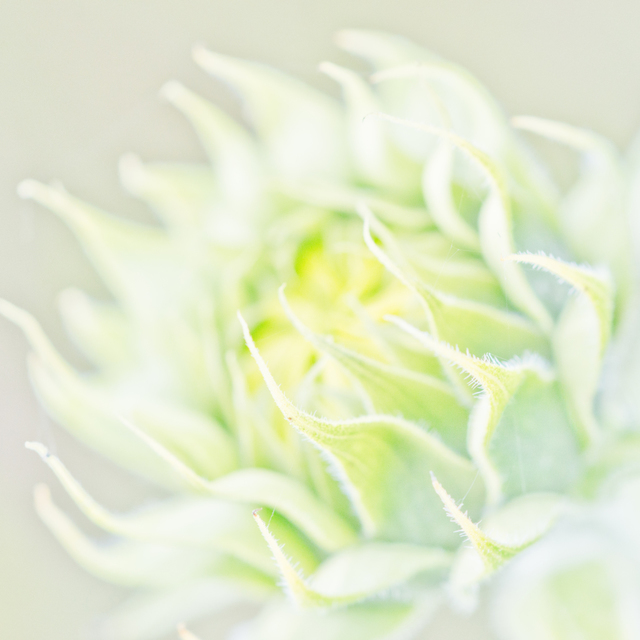 Sunflower - ID 009261