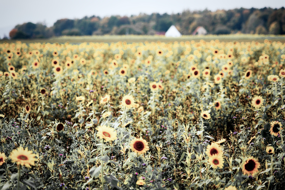 Sunflower Field I - ID 009263