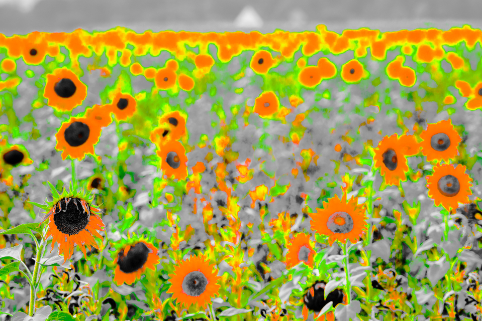 Sunflower Field II - ID 009264