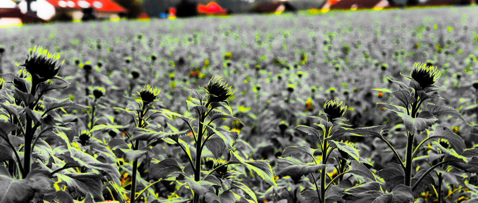 Green Sunflower I - ID 009275