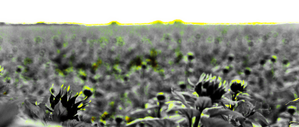 Green Sunflower II - ID 009276