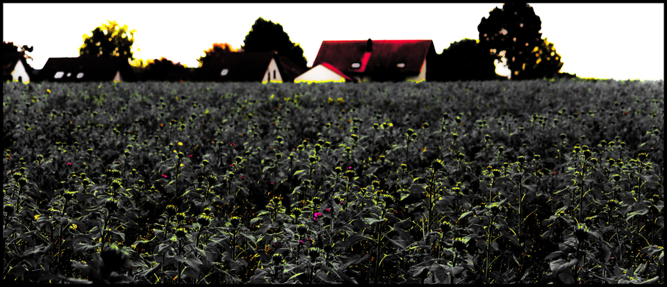 Green Sunflower IV - ID 009278