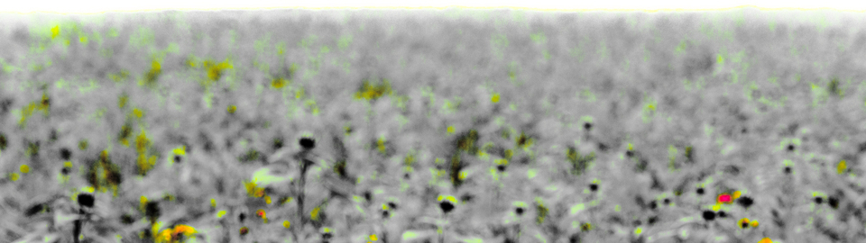 Green Sunflower VI - ID 009280