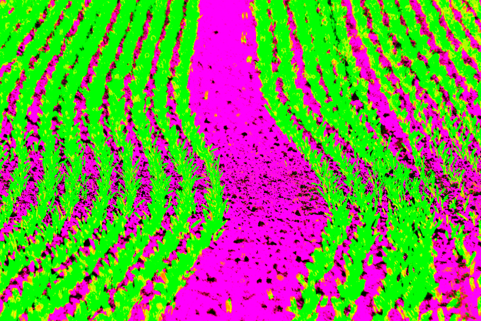 New Green on Pink - ID 009281