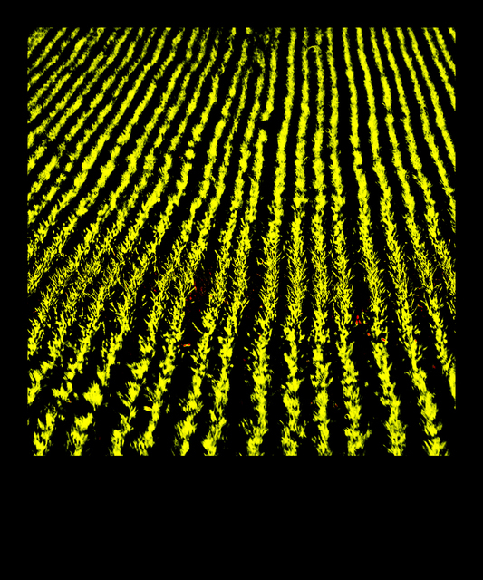 New Green V - ID 009286