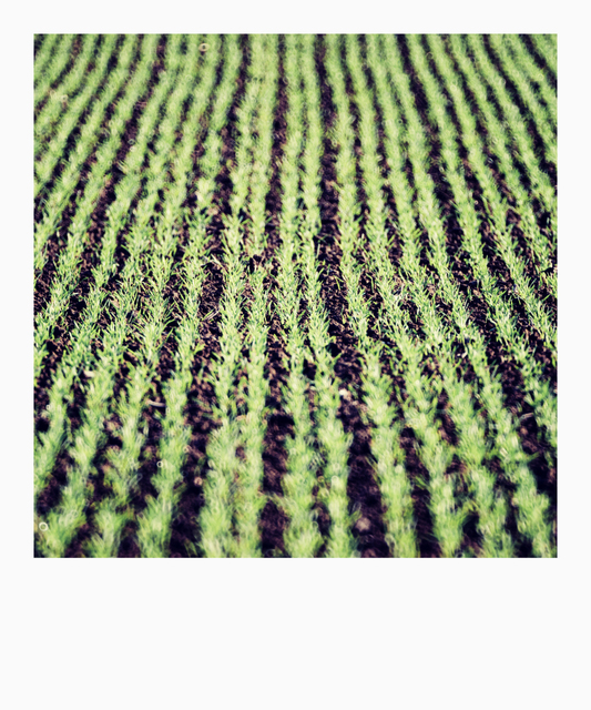 New Green V - ID 009288