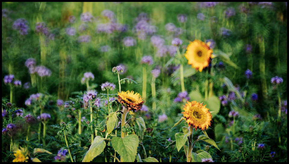 Cover Crop - ID 009299