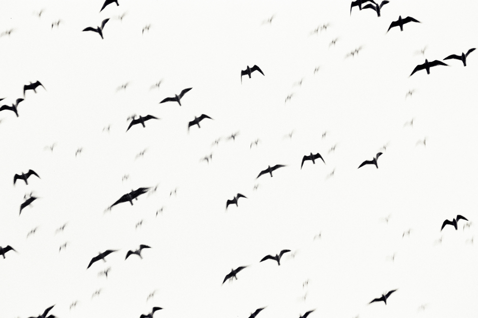 Formation of Birds - ID 009304