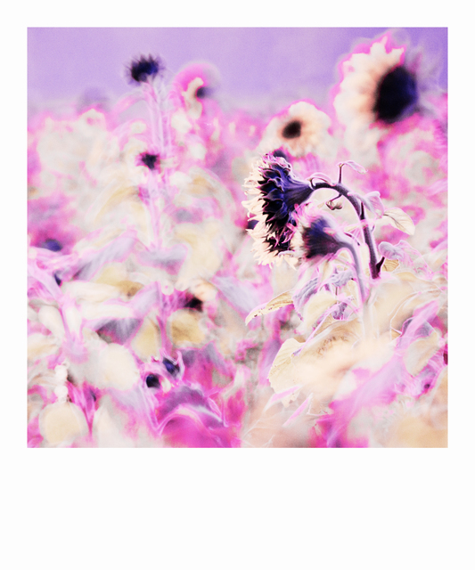 Pink Sunflower II - ID 009311