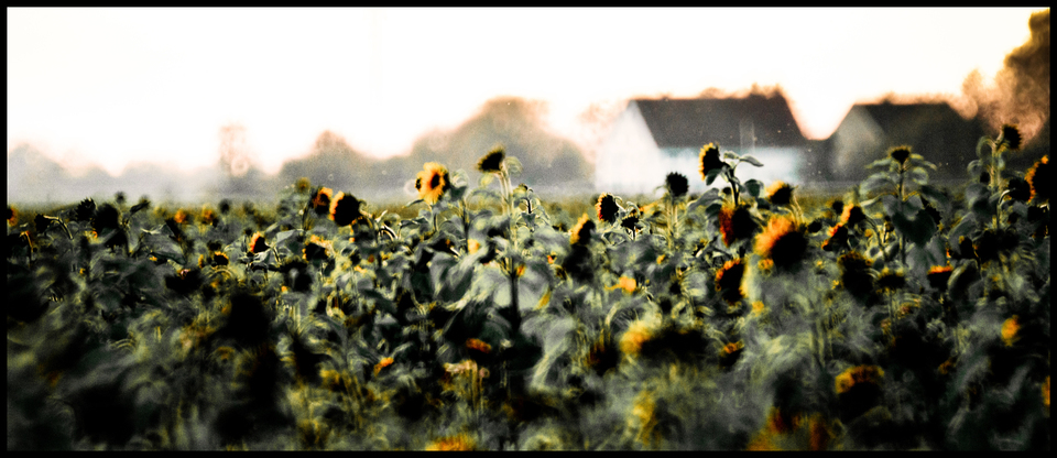 Evening Sunflower I - ID 009312