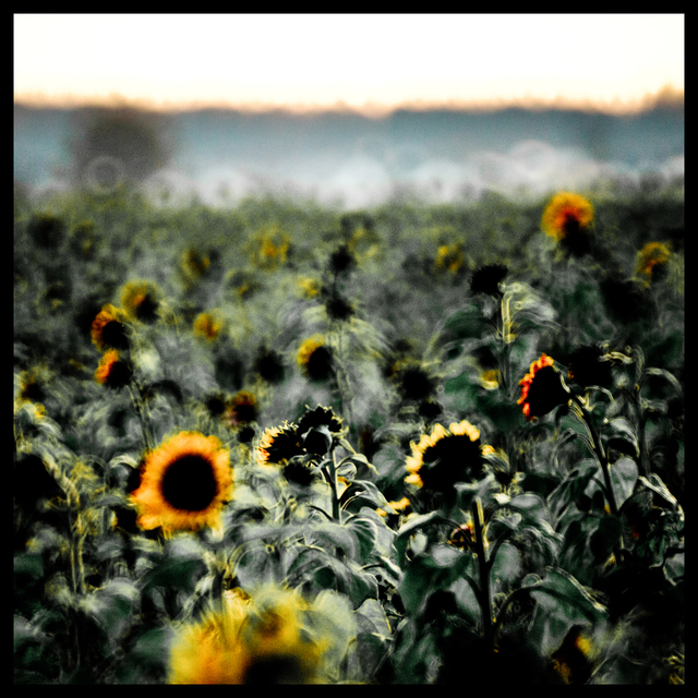 Evening Sunflower III - ID 009314