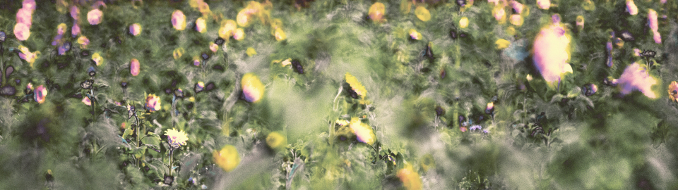 Sunflowers - ID 009318