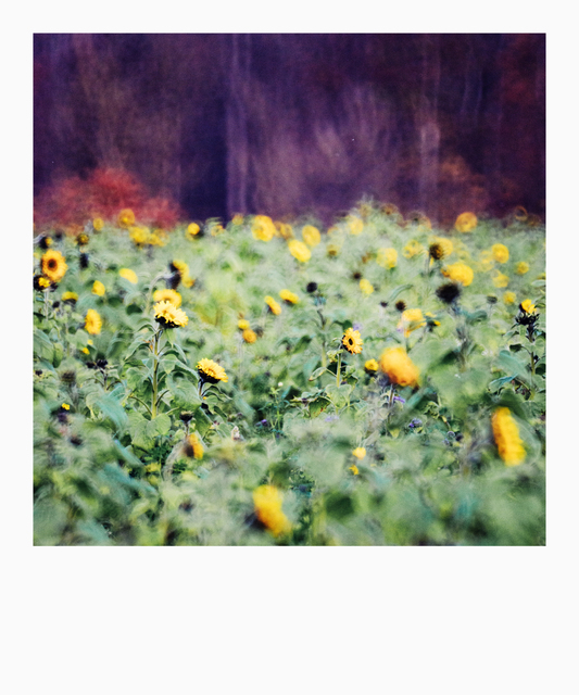 Sunflower in front of Forest III - ID 009319