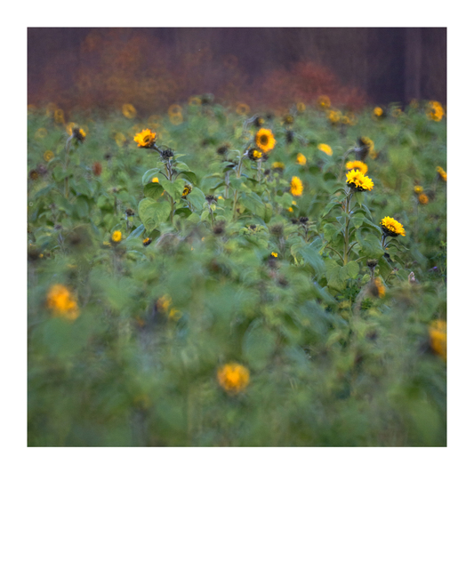 Sunflower in front of Forest IV - ID 009320
