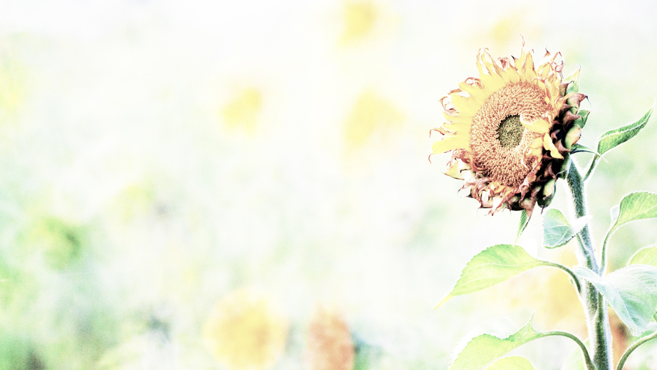 Bright Sunflower - ID 009321