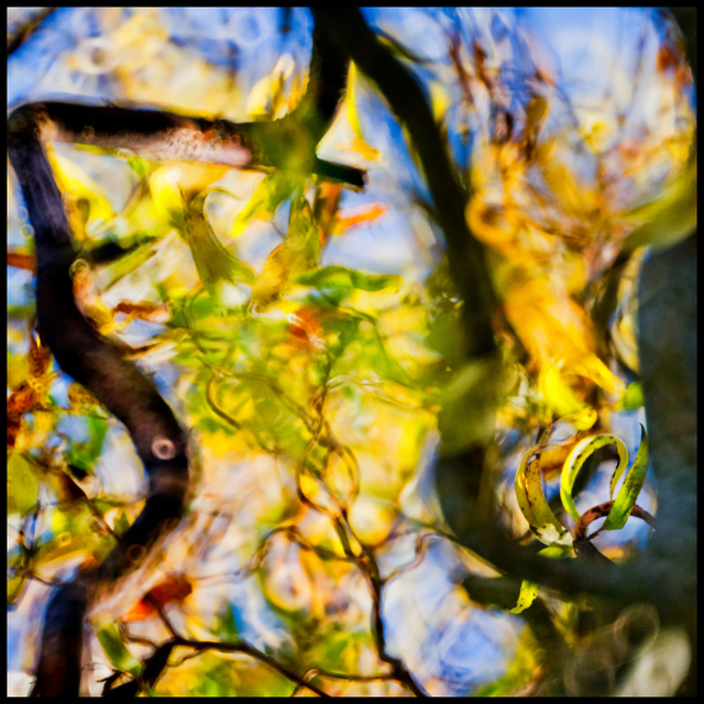 Color Meadow II - ID 009323