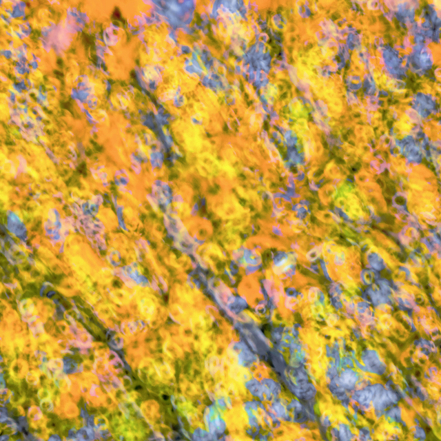 Color Meadow IV - ID 009325