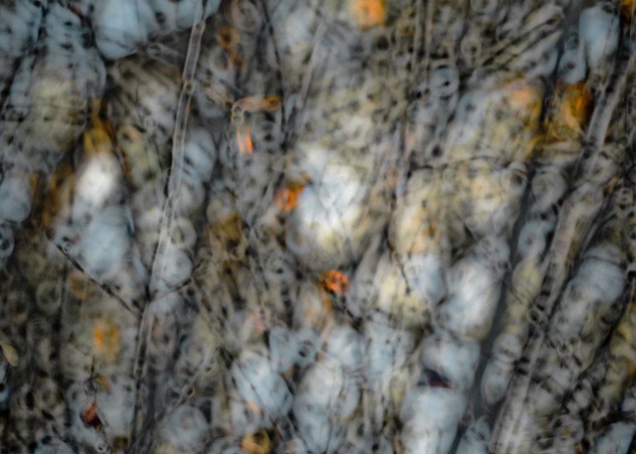 Trees II - ID 009327