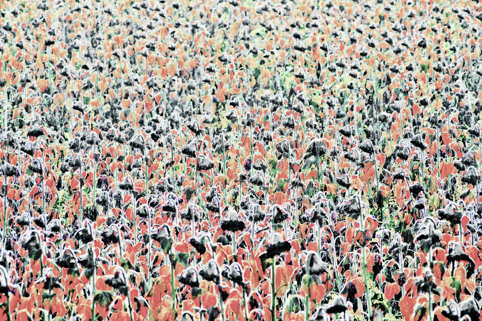 Sun Field II - ID 009329