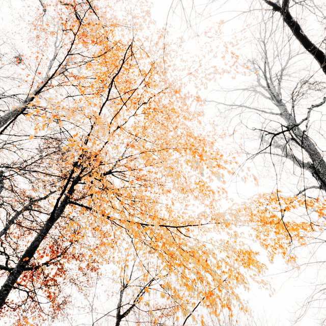 Fall Tree - ID 009335