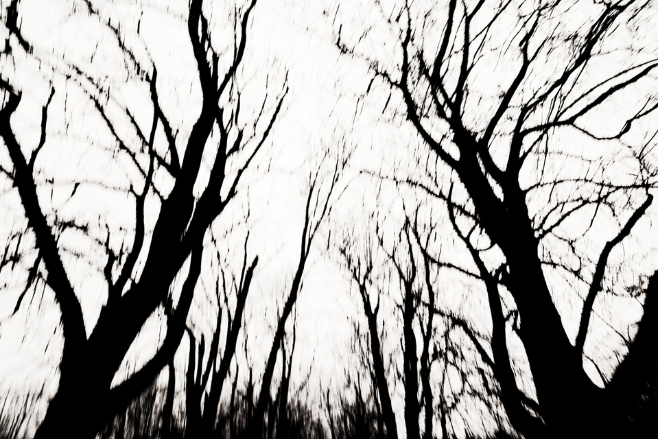 Chestnut Trees I - ID 009338