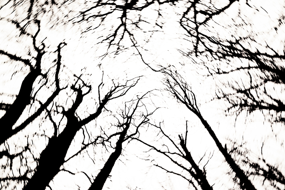 Chestnut Trees II - ID 009339