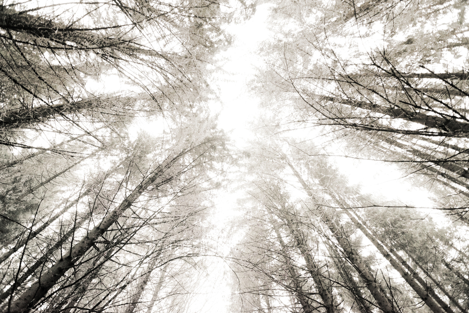 Softwood I - ID 009341