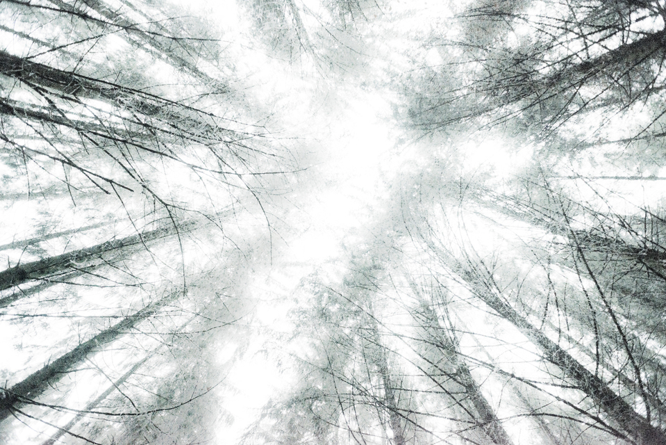 Softwood III - ID 009343