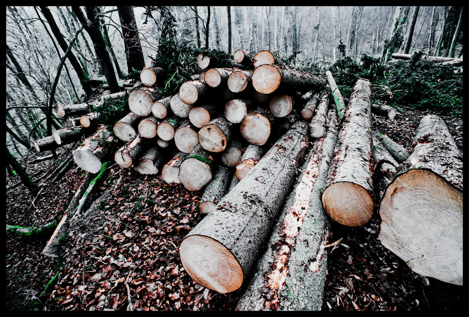 Cut Trees I - ID 009344