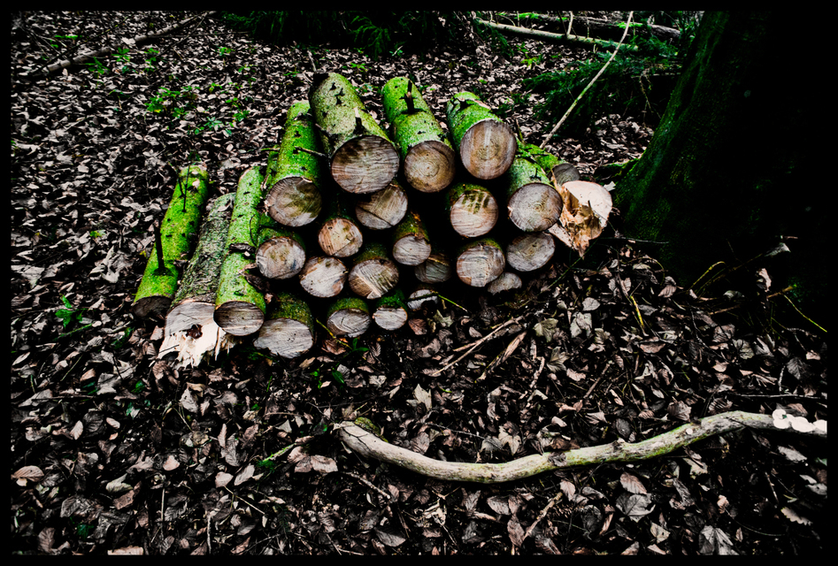 Cut Trees II - ID 009345