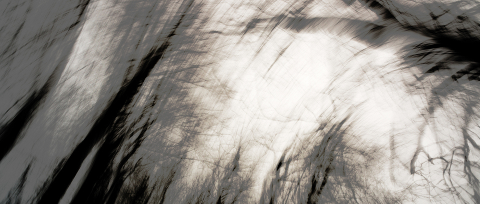 Dark Trees - ID 009354