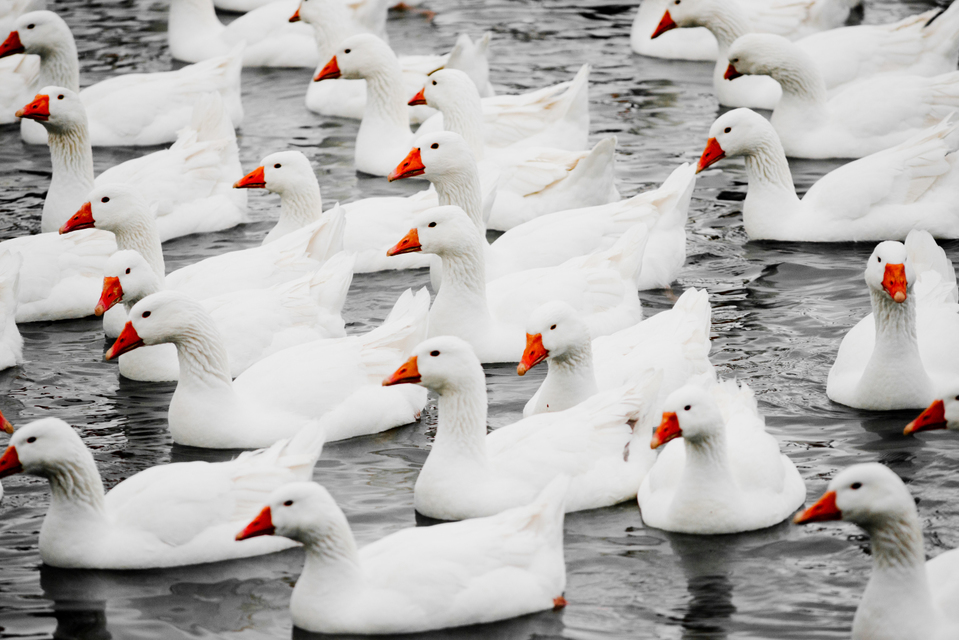 Geese on Water II - ID 009357