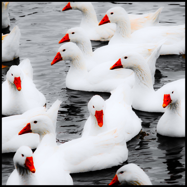 Geese on Water VII - ID 009362
