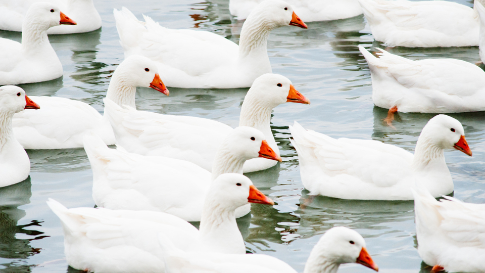 Geese on Water VIII - ID 009363