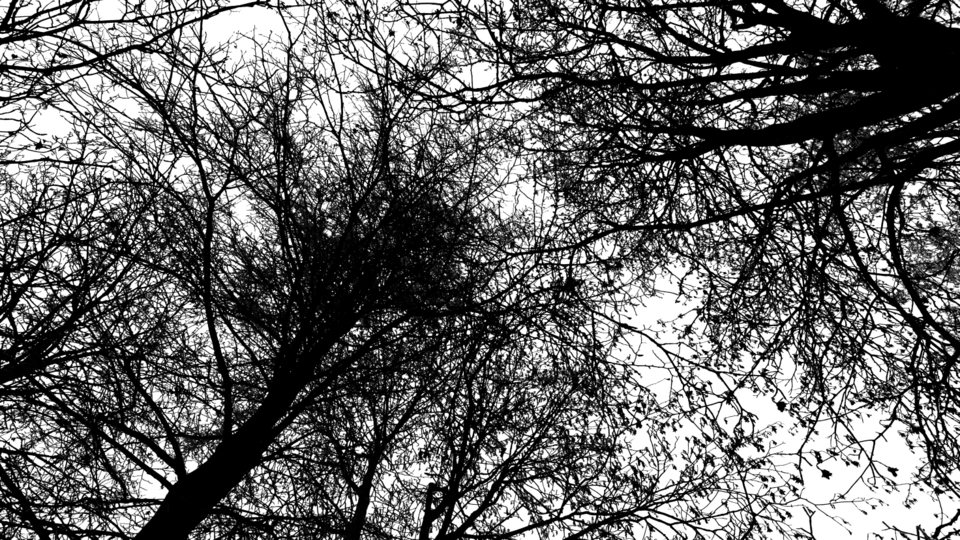 Branches and Leaves I - ID 009371