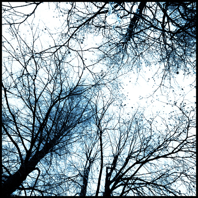 Branches and Leaves II - ID 009372