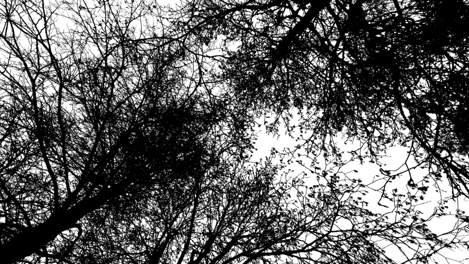 Branches and Leaves III - ID 009373