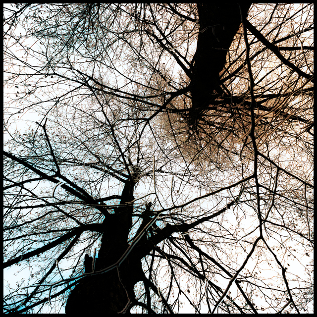 Branches and Leaves V - ID 009375