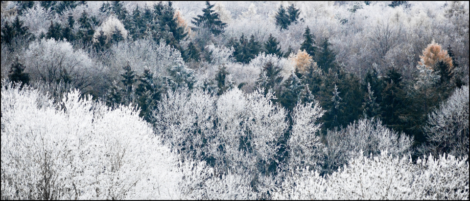 Trees with Snow II - ID 009387