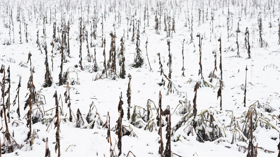 Winter Sunflower I - ID 009393