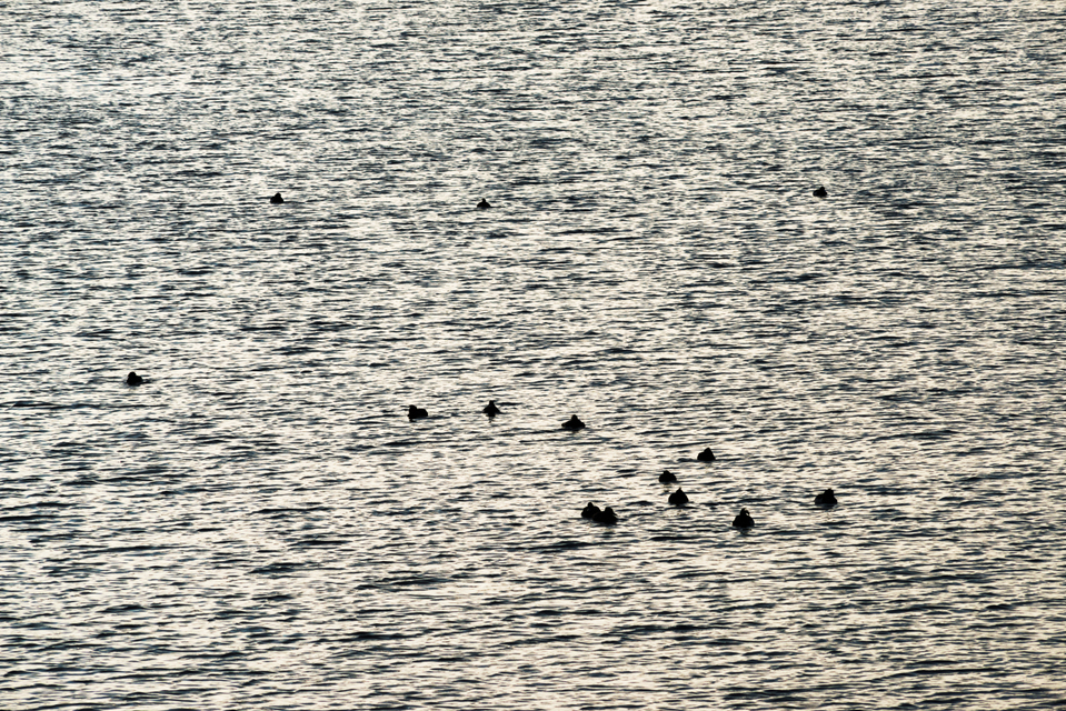 Winter Water with Birds - ID 009405