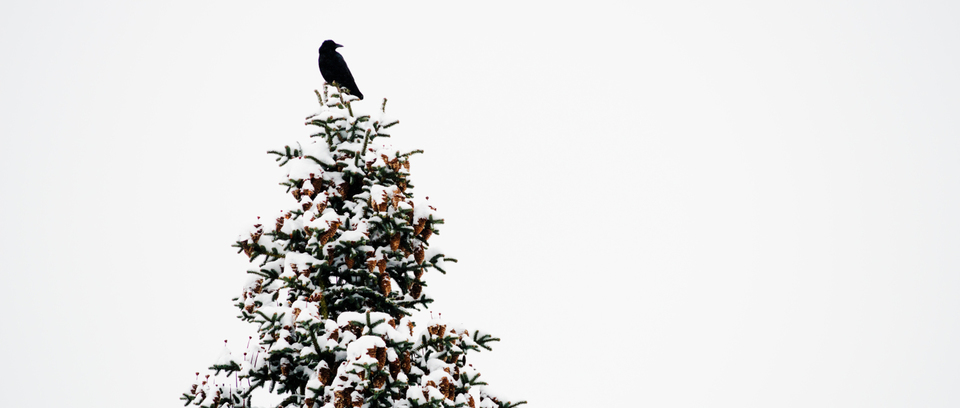Winter Tree Crow - ID 009463