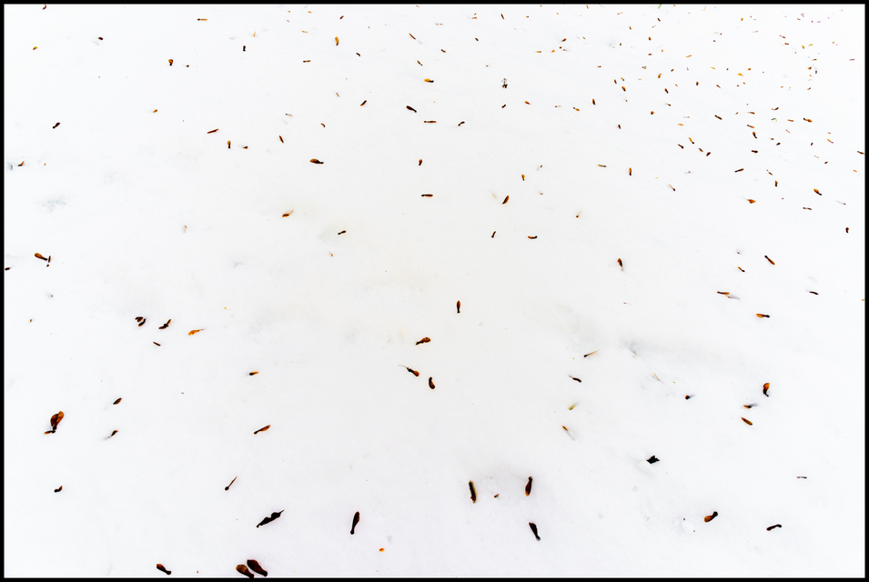 Spring Awaiting - ID 009469