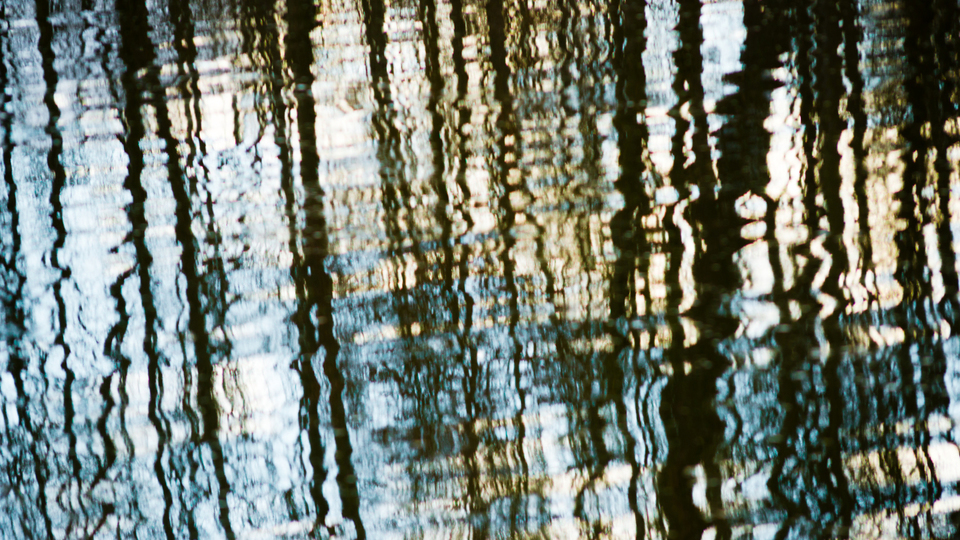 Water Trees - ID 009479