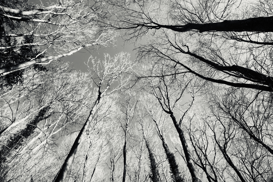 Trees in Sun I - ID 009489