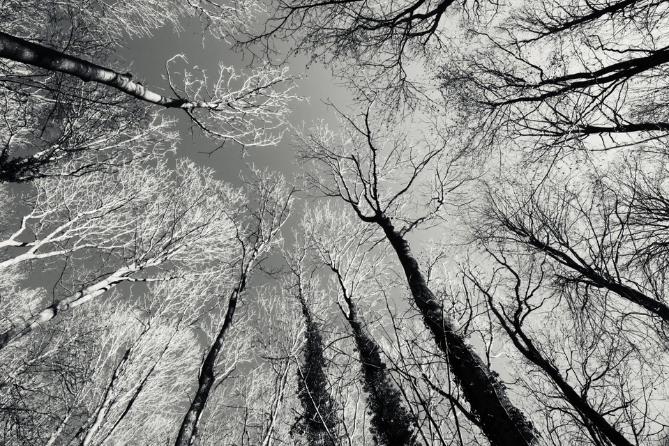 Trees in Sun III - ID 009491