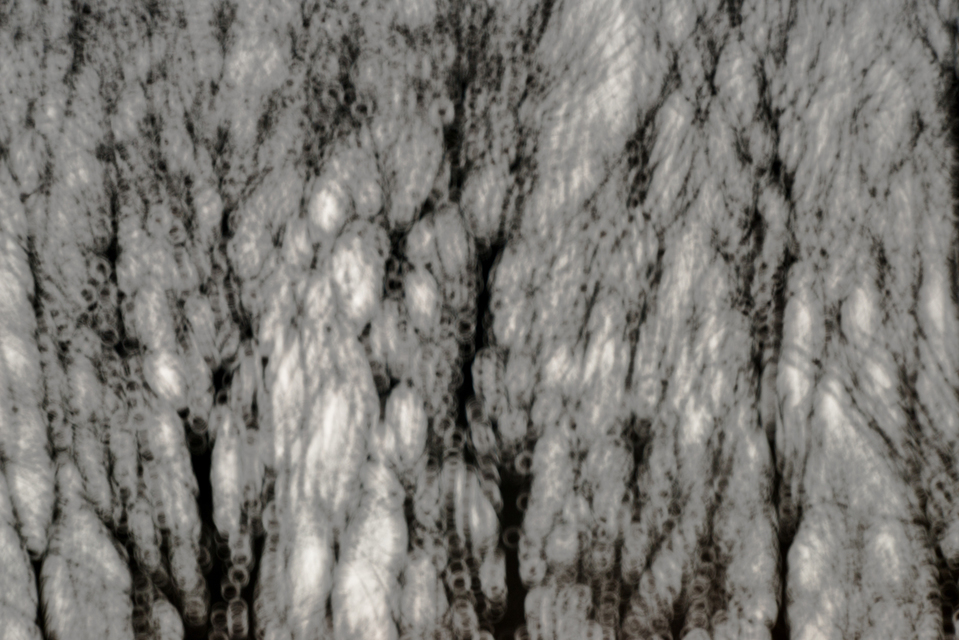 Bubble Trees - ID 009506