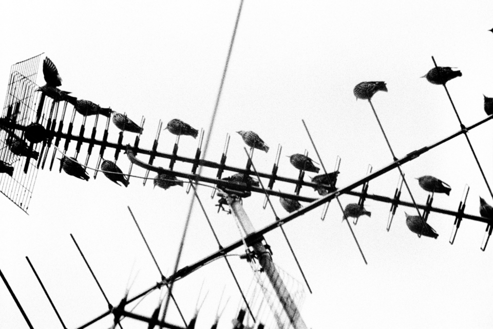 Birds on Antenna - ID 009560