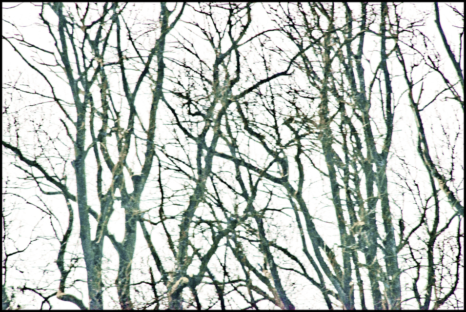 Winter Trees against Sky II - ID 009562